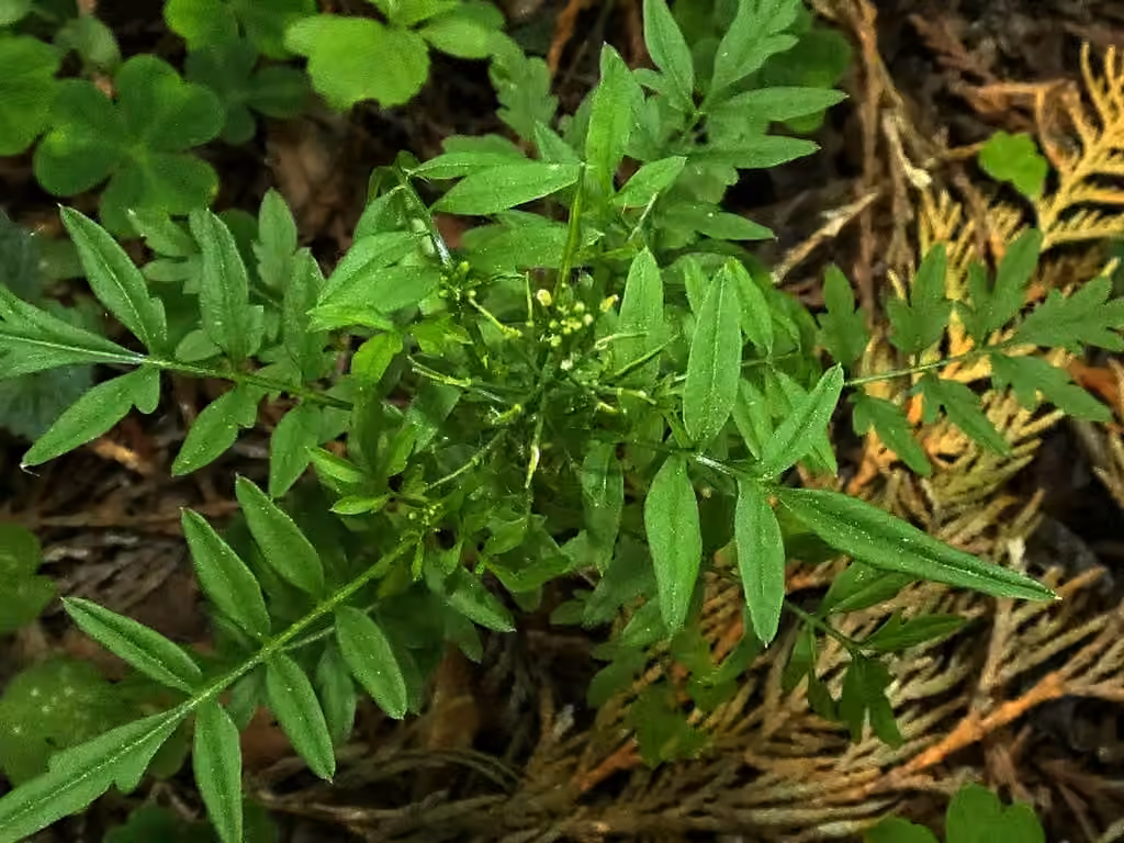 Narrowleaf bittercress, In fruit