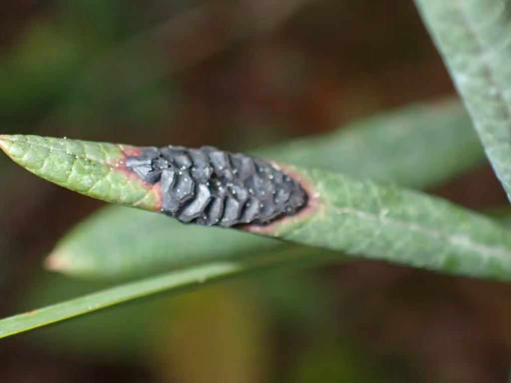 Rhytisma andromedae, photo 3 of 5