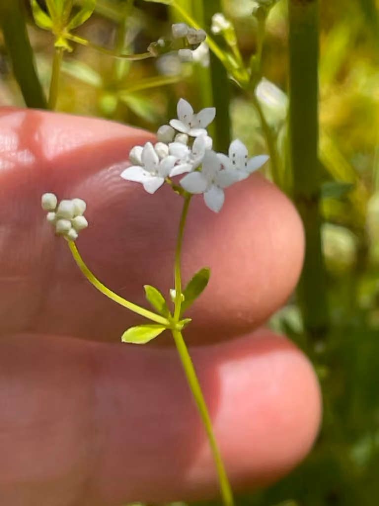 Gaillet palustre, En fleurs