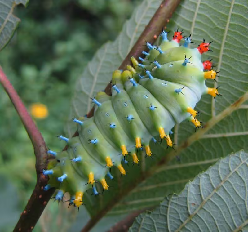 Saturnie cécropia, Chenille