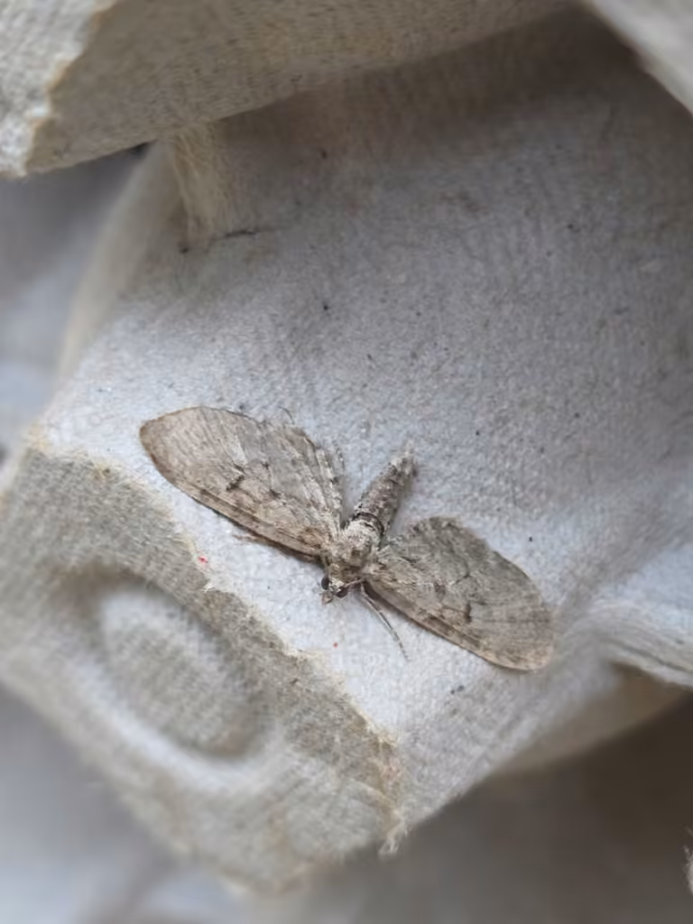 Eupithécie embrouillée, Mâle