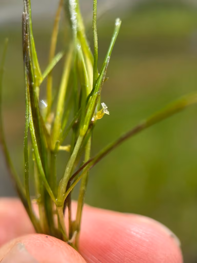 Zannichellie des marais, En fleurs