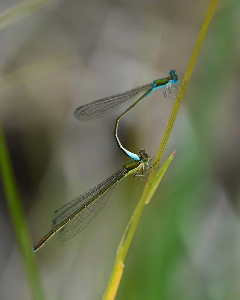 Sedge Sprite, Male