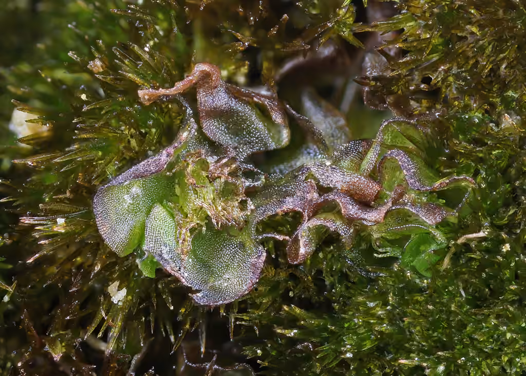 Collerette ondulée, photo 3 sur 5