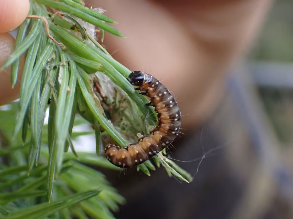 Spruce Budworm Moth, Caterpillar