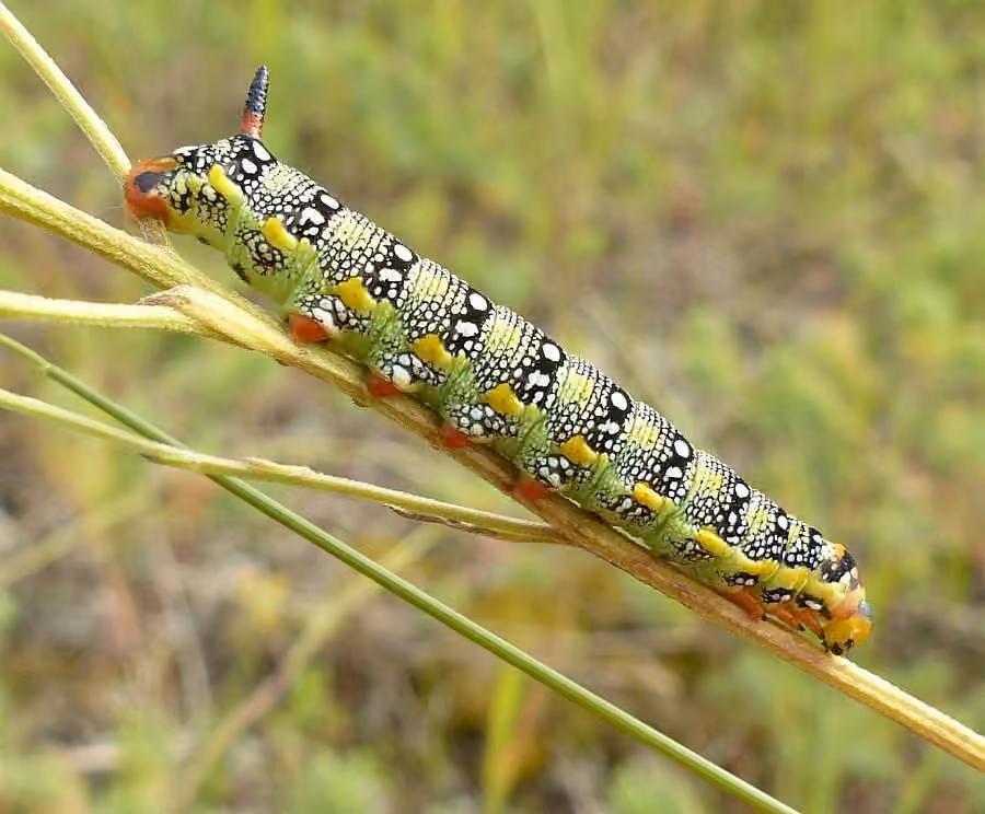 Leafy Spurge Hawkmoth, photo 3 of 5