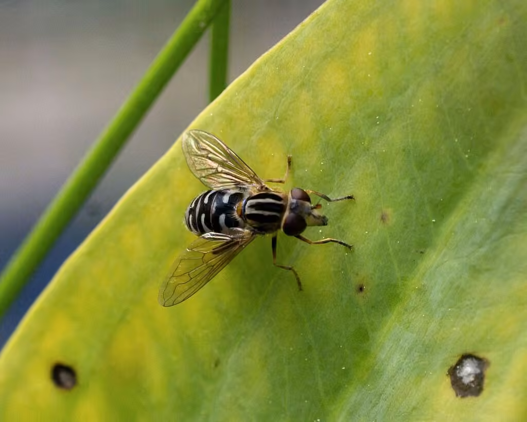 Long-nosed Swamp Fly, Female