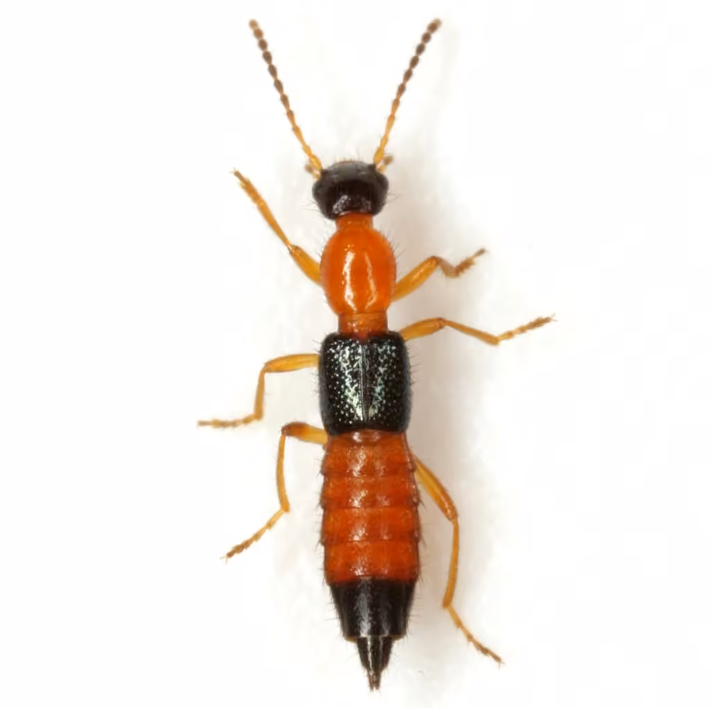 Shore Rove Beetle, photo 2 of 5