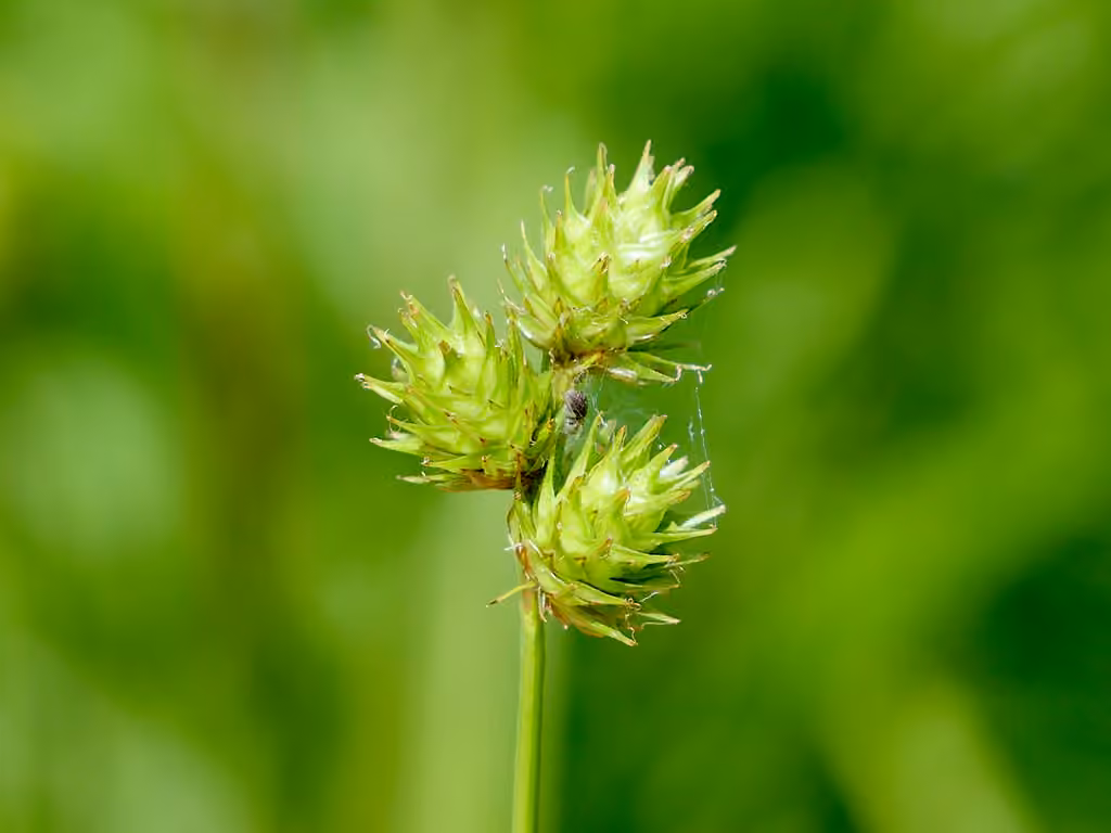 Carex dérangeant, En fleurs