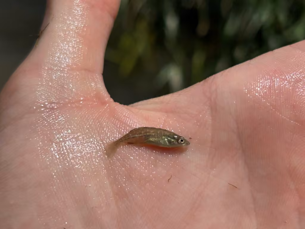 Brook Stickleback, Juvenile