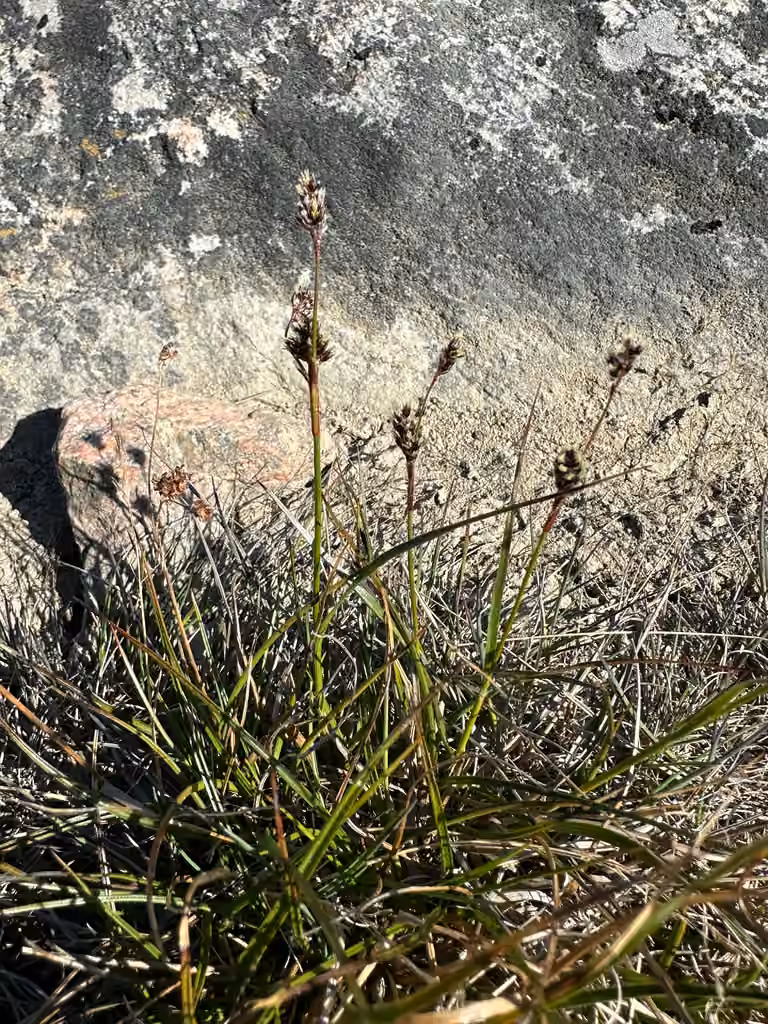 Northern woodrush, In flower