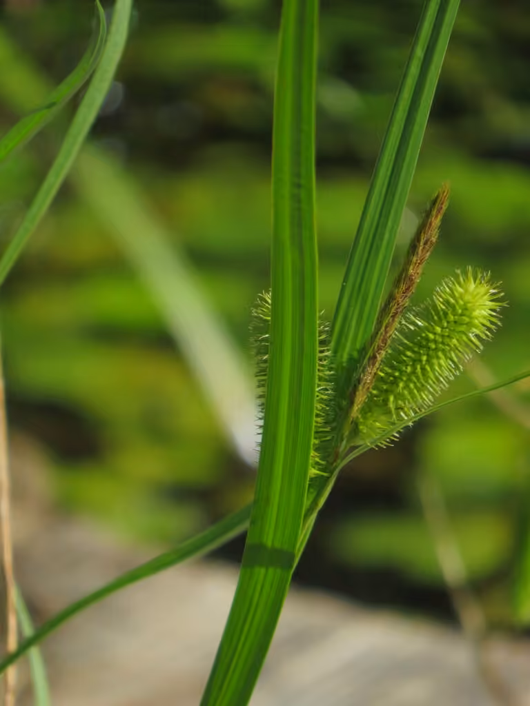 Carex à toupet, En fleurs