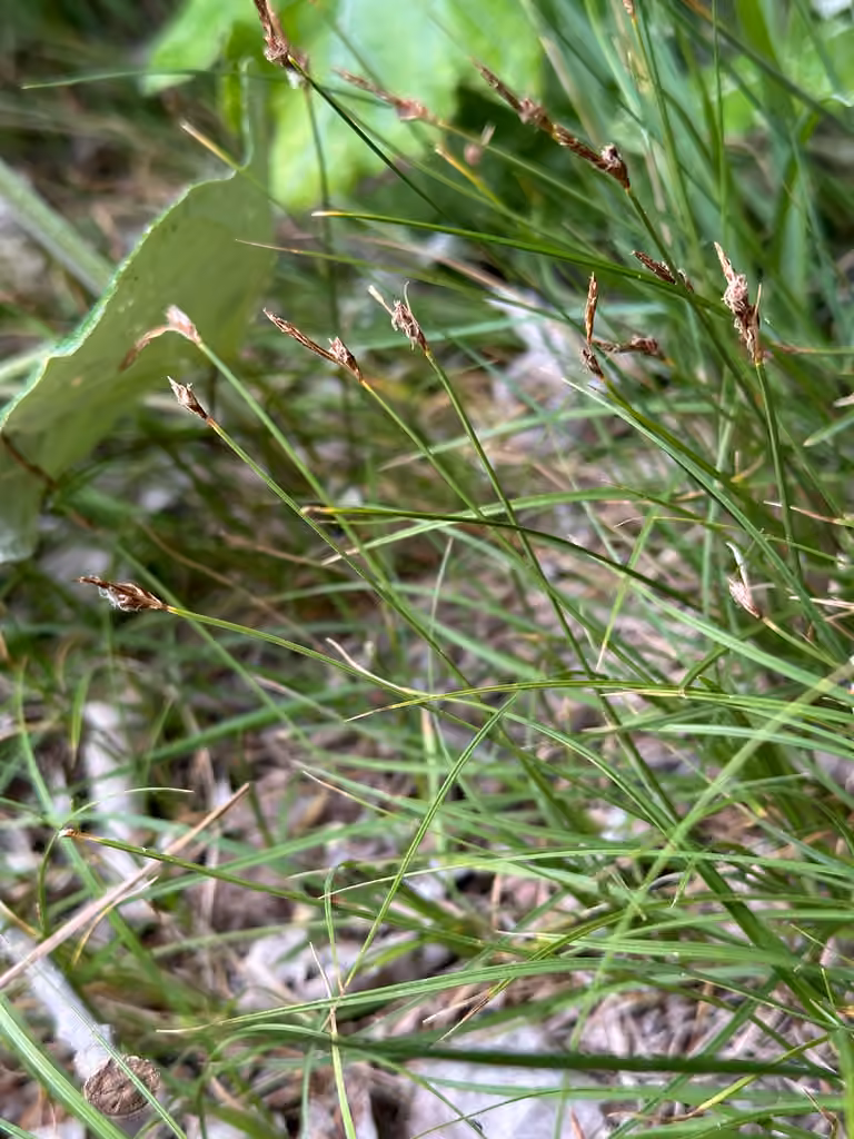 Carex prostré, En fruits