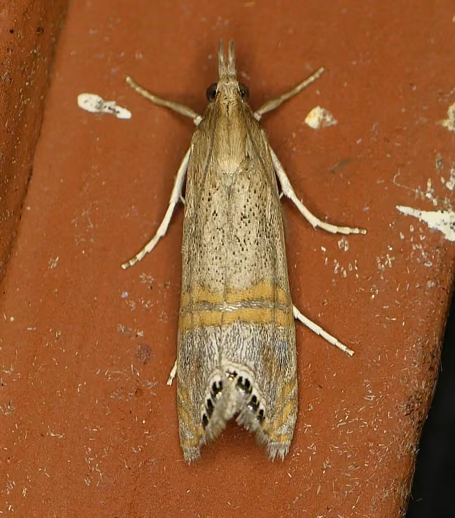 Crambus ocellé, photo 3 sur 5