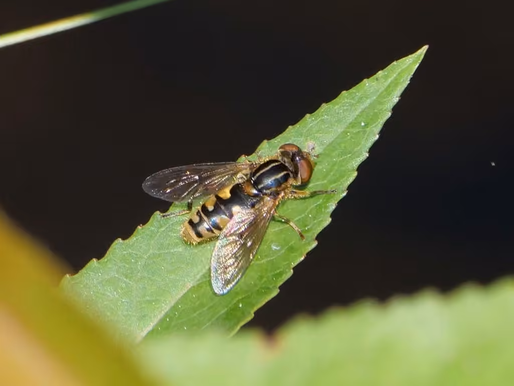 Long-nosed Swamp Fly, Male