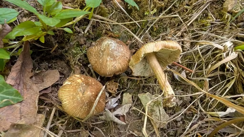 Inocybe maculé, photo 2 sur 5