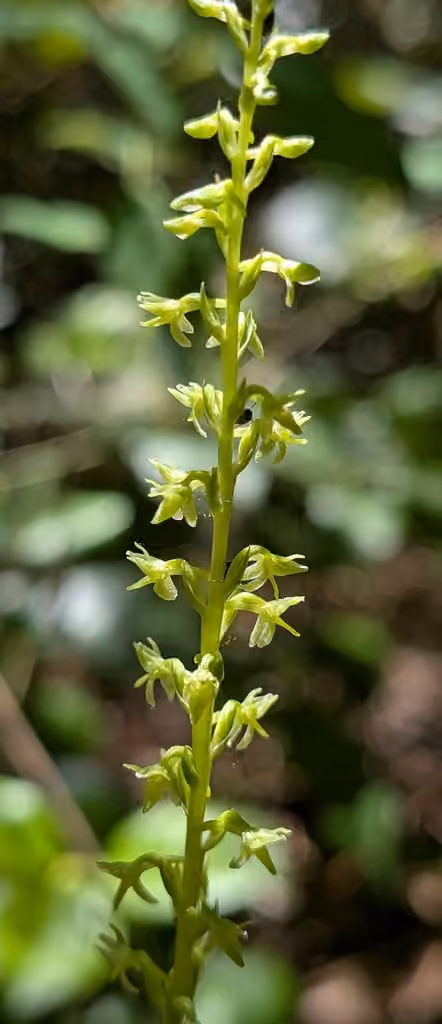 Pipérie d'Unalaska, En fleurs