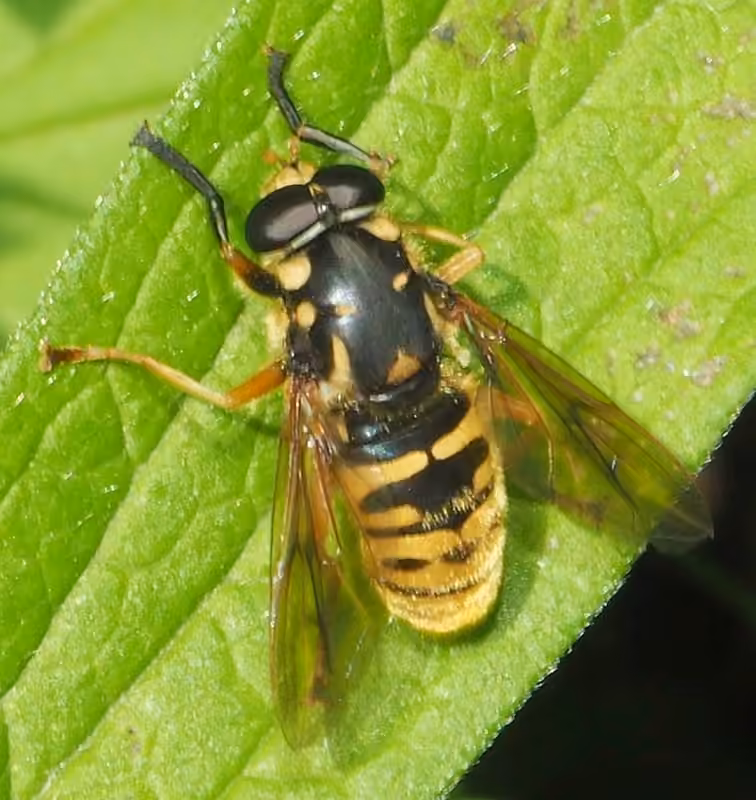 Wasp-like Falsehorn, Male
