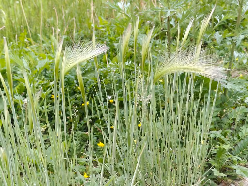 Orge queue-d'écureuil, En fleurs