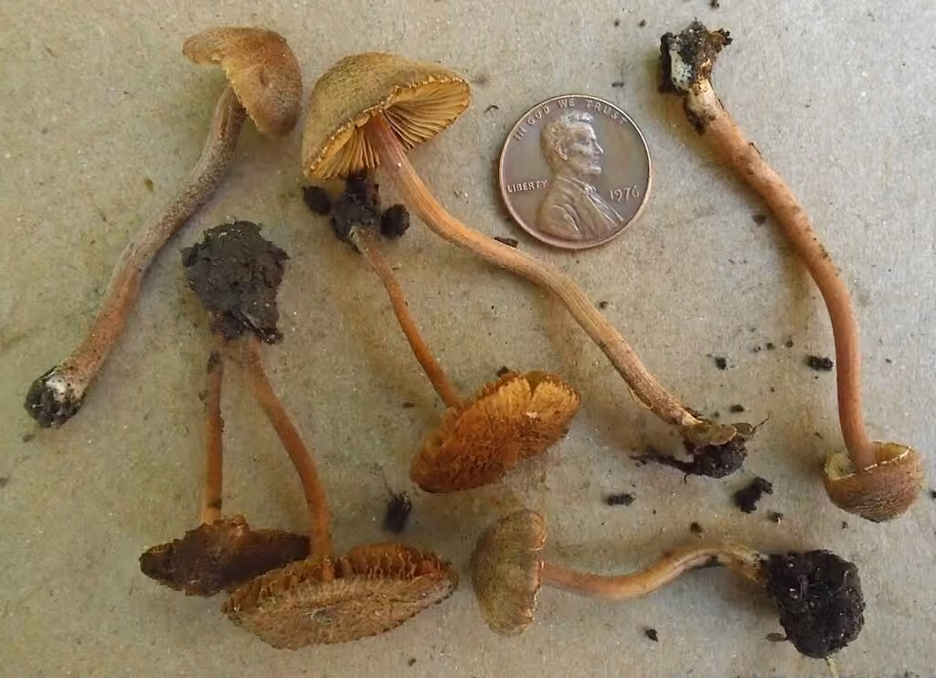 Inocybe subfulva, photo 2 sur 5