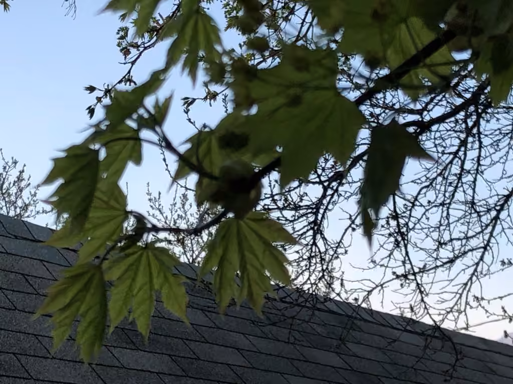 Norway maple, In flower