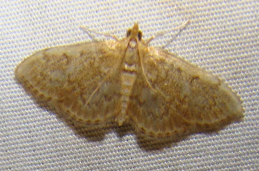 Quebec Anania Moth