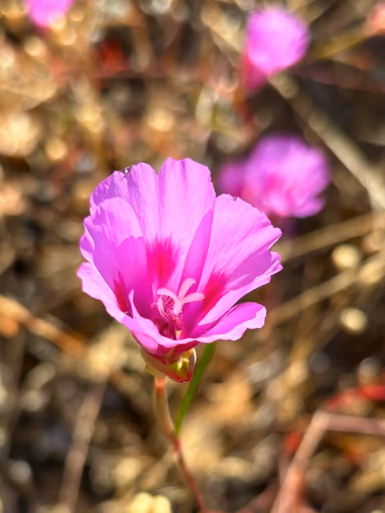 Farewell to spring, In flower