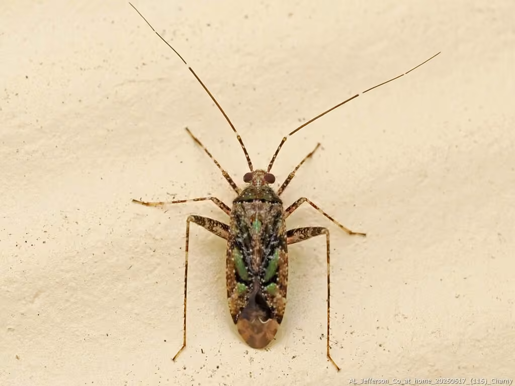 Phytocoris eximius, Mâle