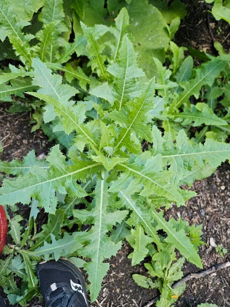 Field sow-thistle, No flowers or fruits