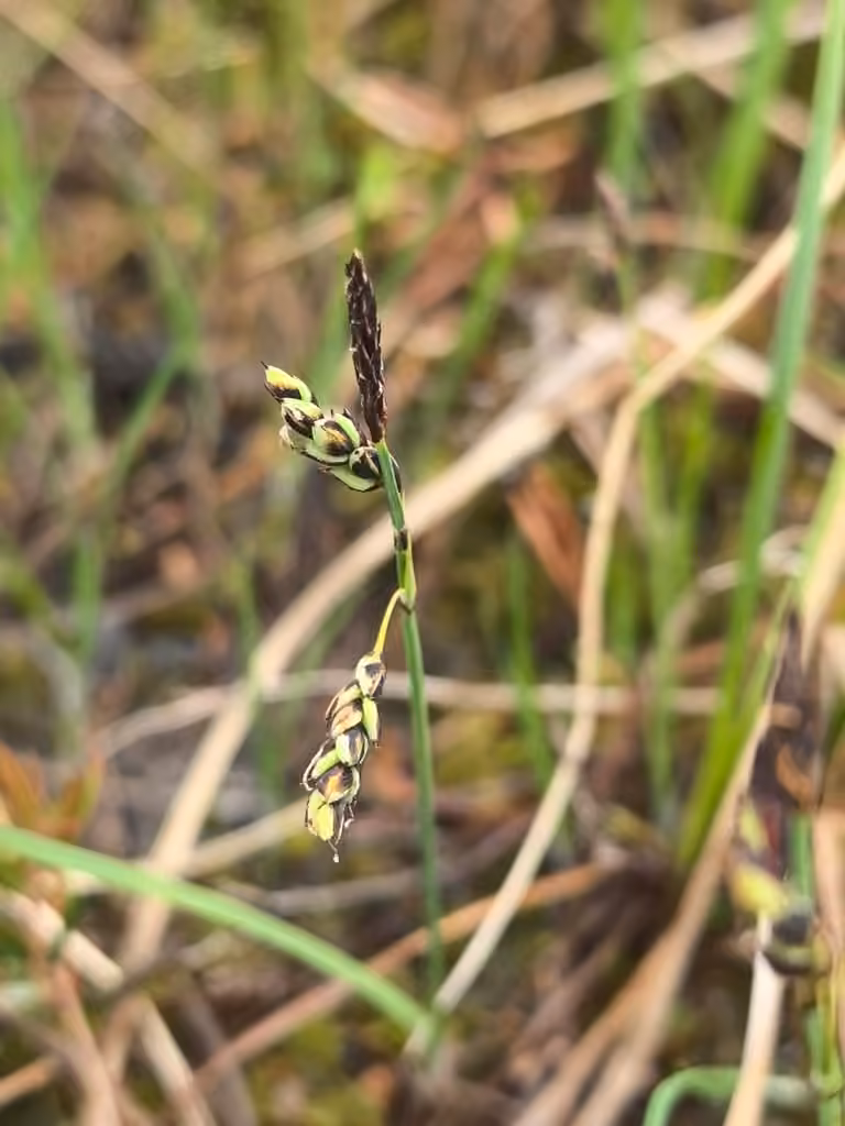Carex rariflore, photo 1 sur 5