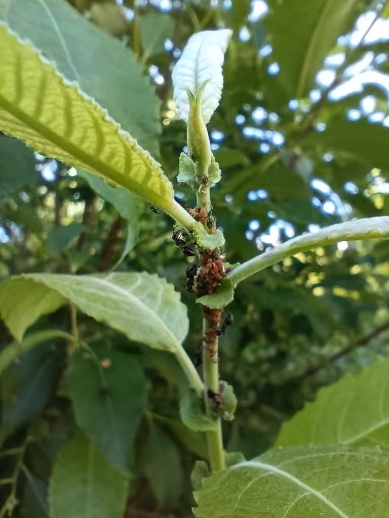 Small Willow Aphid, Nymphe