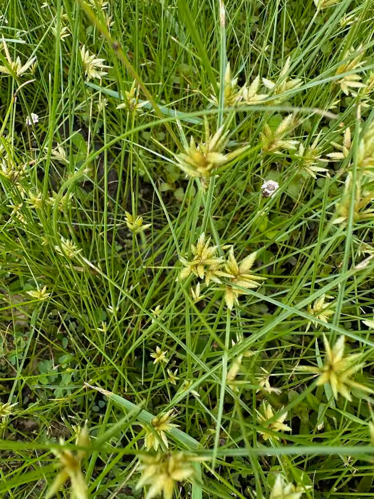 Souchet jaunâtre, En fleurs