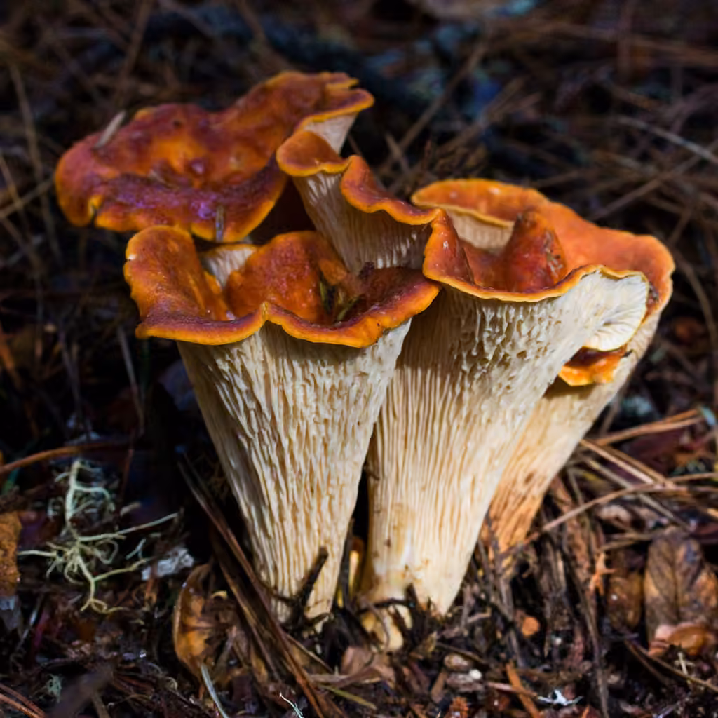 Chanterelle à flocons