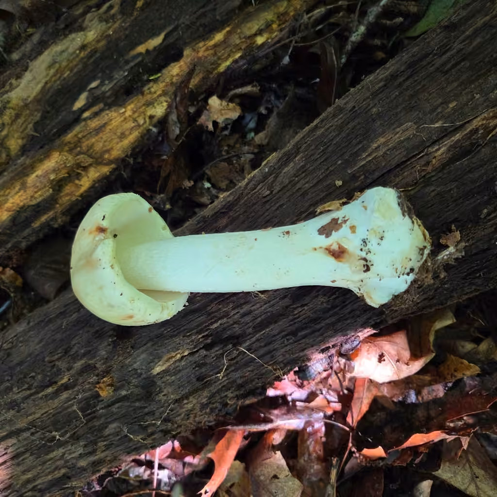 White American Star-Footed Amanita, photo 2 of 5