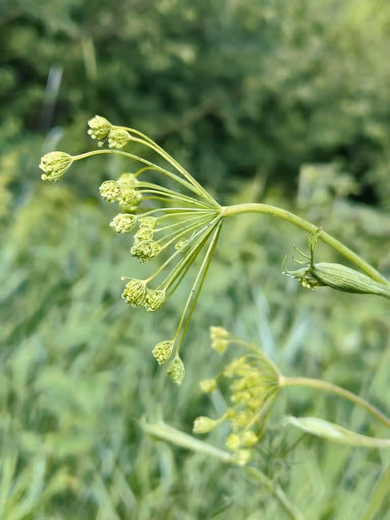Solidstem burnet saxifrage, Flower buds
