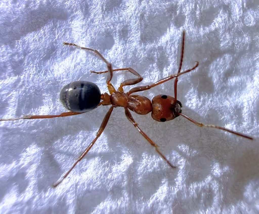Pergande's Mound Ant, photo 3 of 5
