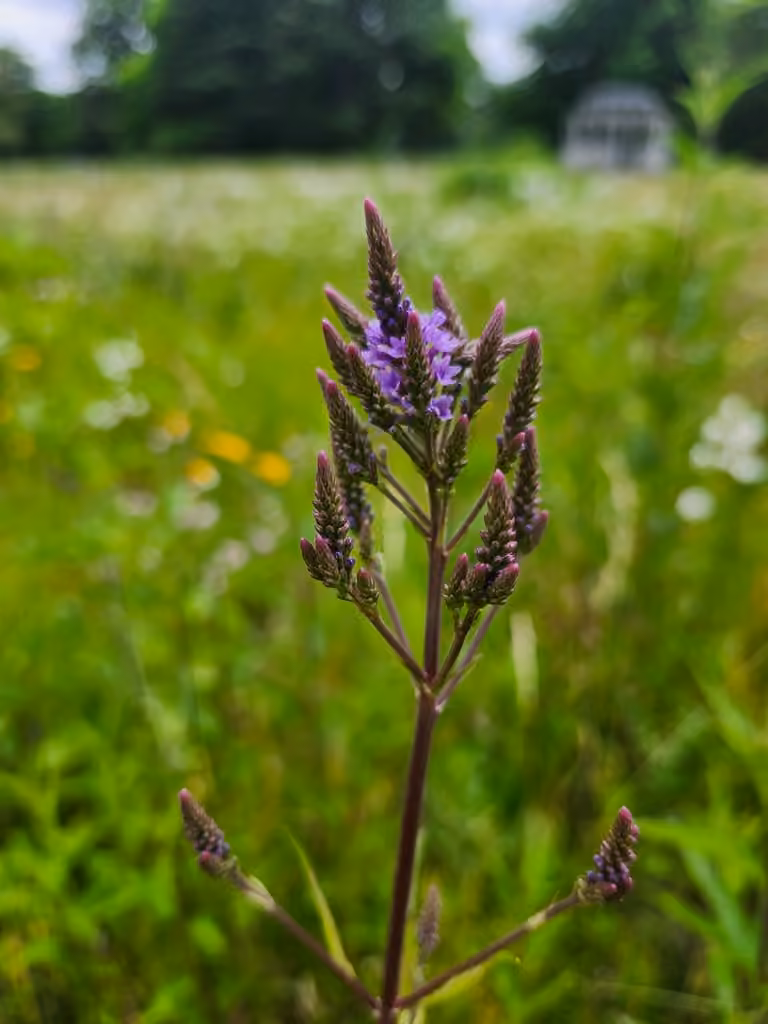 Verveine hastée, En fleurs