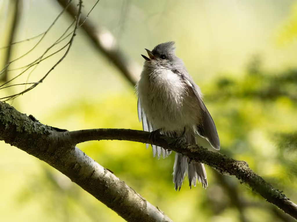 Mésange bicolore, Juvénile