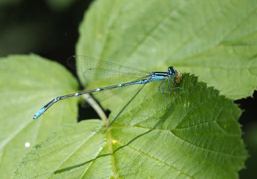 Agrion exilé, Mâle