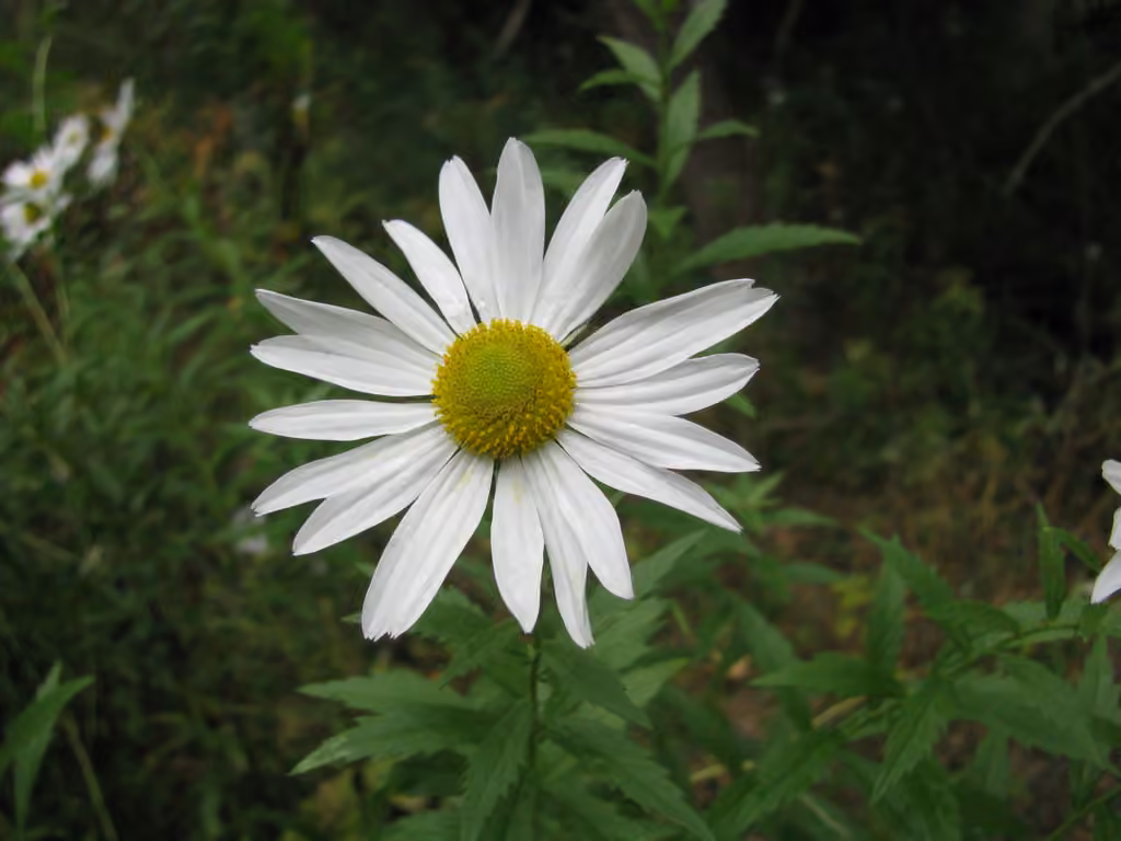 Leucanthémelle tardive, En fleurs