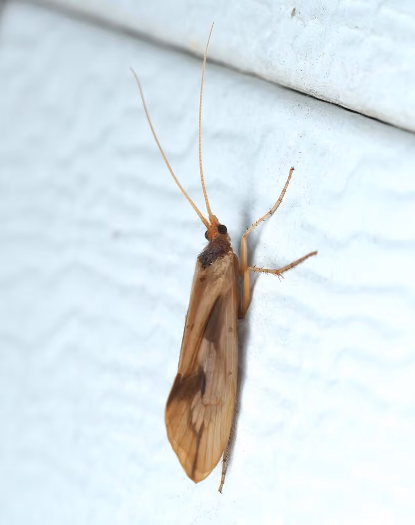 Limnéphile radieux