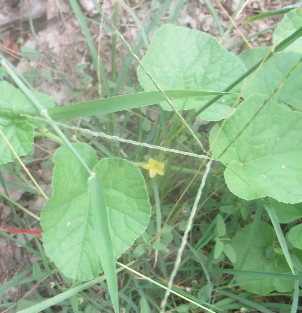 Melon, En fleurs