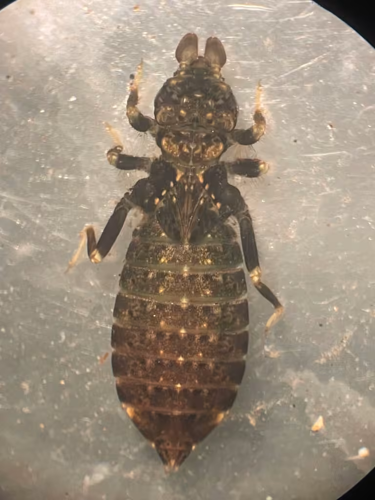 Eastern Least Clubtail, Nymph
