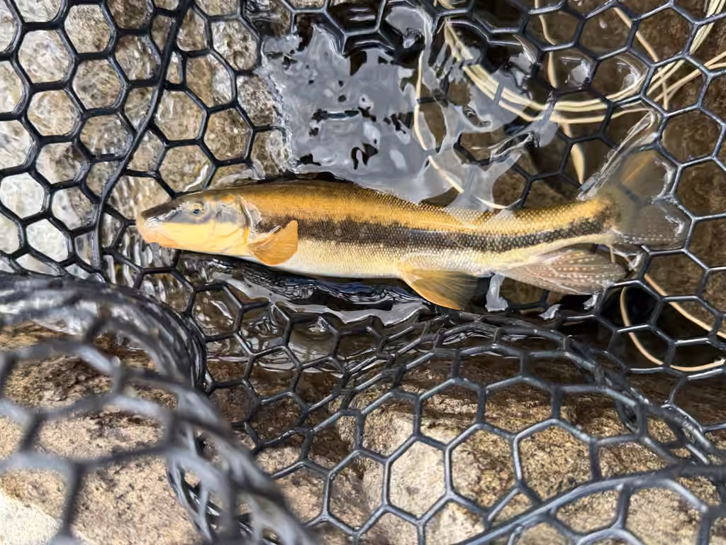 Longnose Sucker, Male