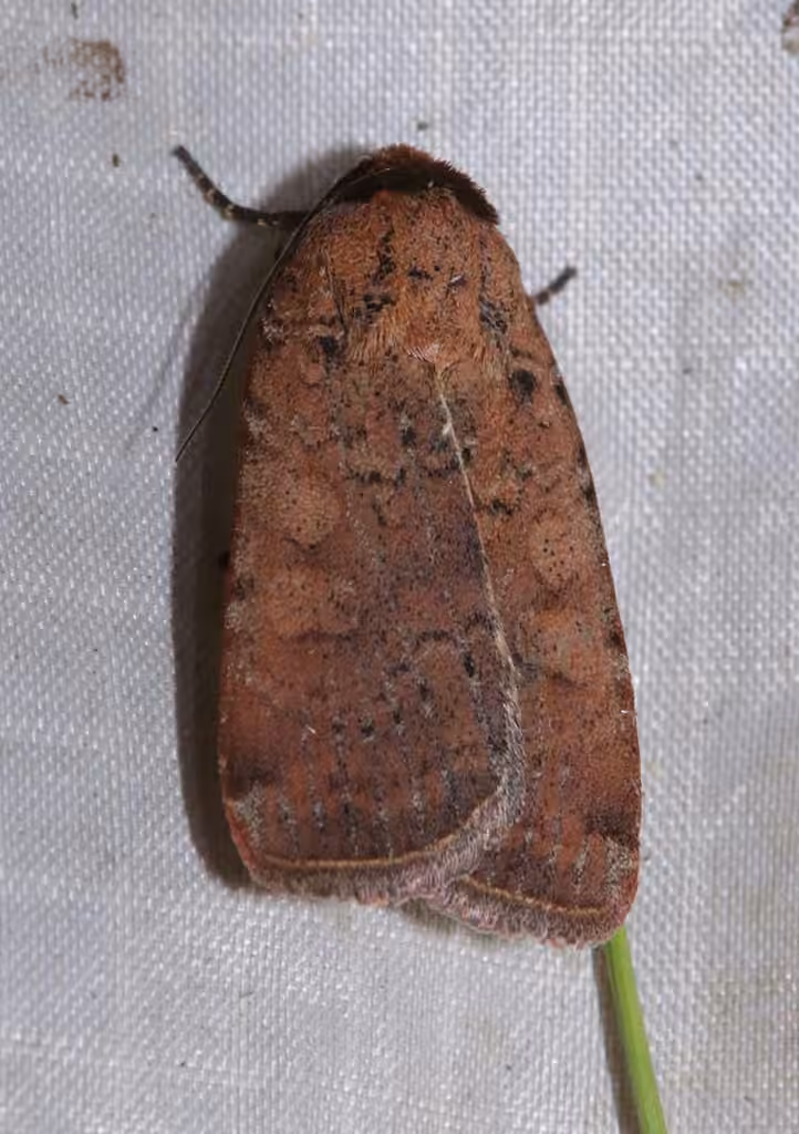 Brown-collared Dart, Adult