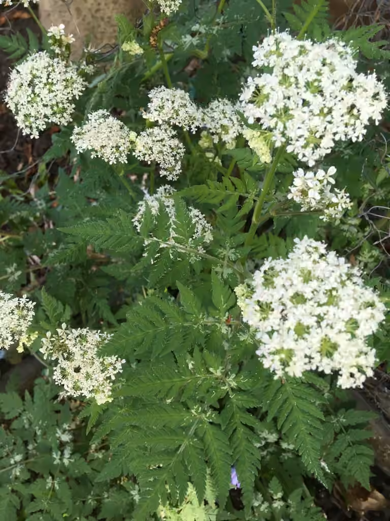 Anise, photo 3 of 5