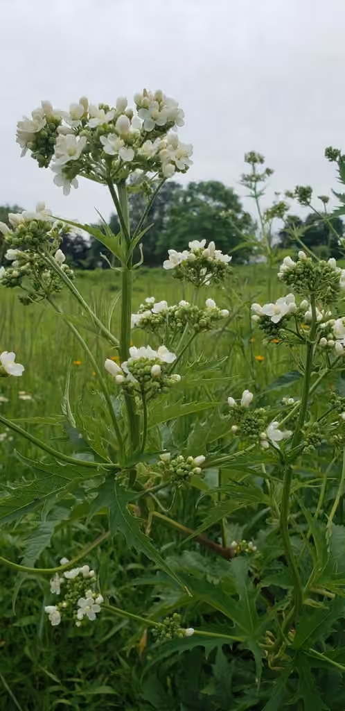 Glade mallow, En fleurs