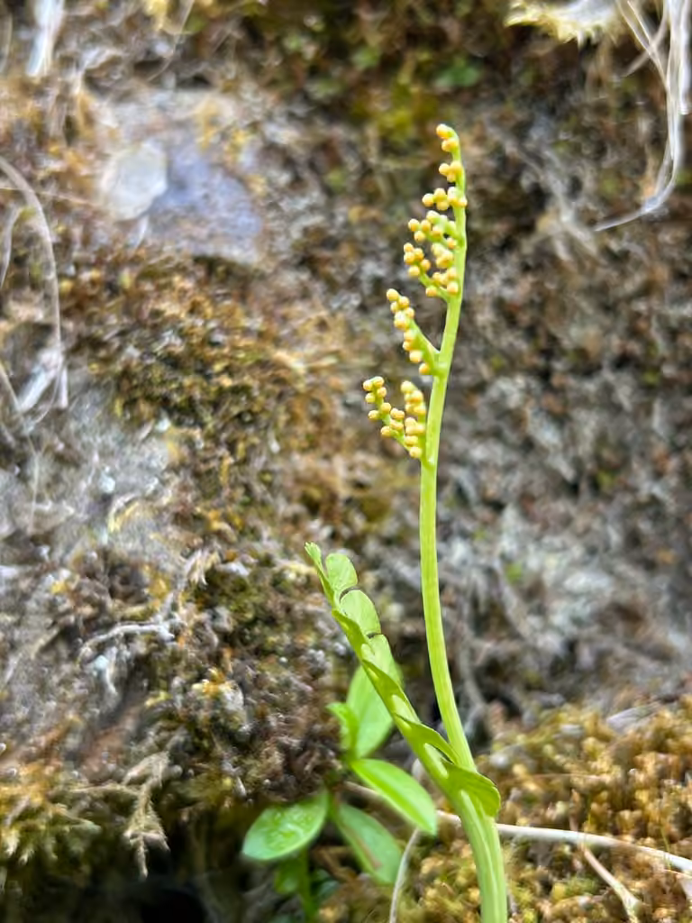 Botryche d'Onondaga, photo 3 sur 5