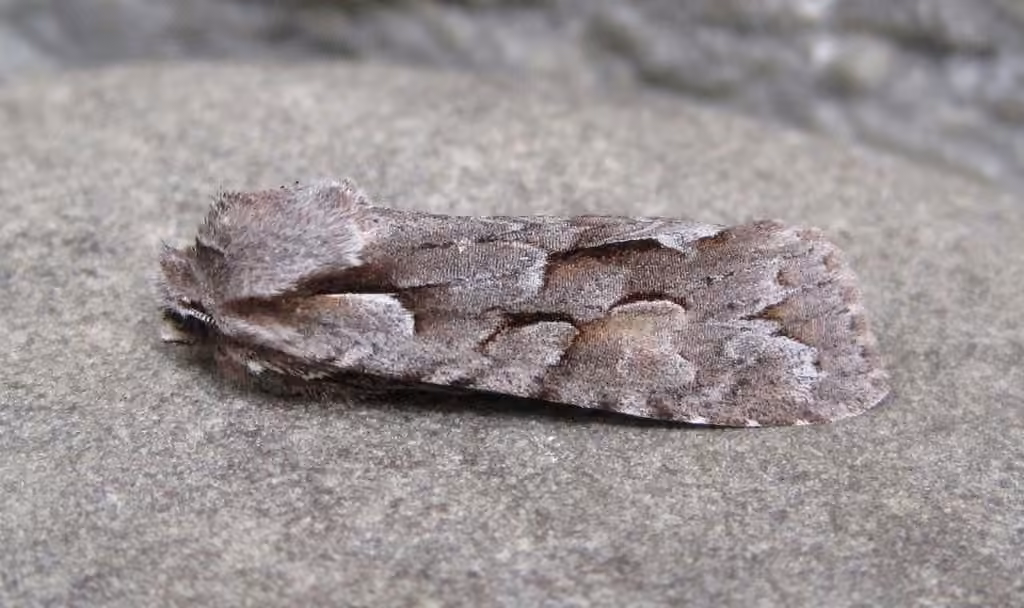 Thaxter's Pinion, Adulte