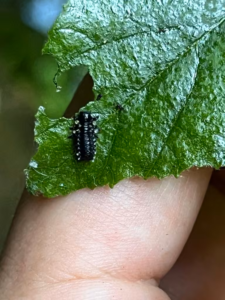 Maine Leaf Beetle, Larva